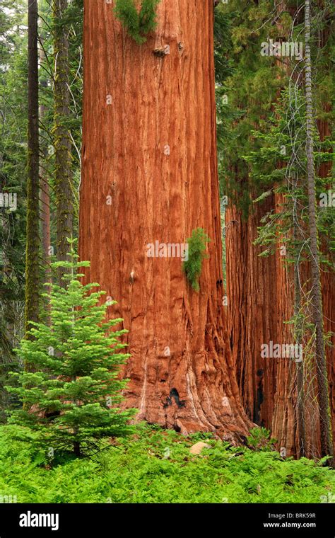 Giant Sequoias, or California Redwoods, in Sequoia and King Canyon National Park Stock Photo - Alamy