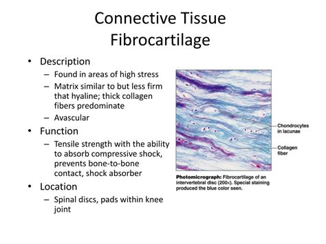 PPT - Chapter 4 - Tissues PowerPoint Presentation, free download - ID:1973245