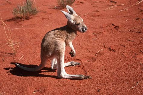 Red Kangaroo Joey | Wild animals | Outback Australia | OzOutback