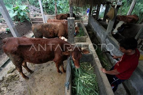 TERNAK SAPI POTONG | ANTARA Foto