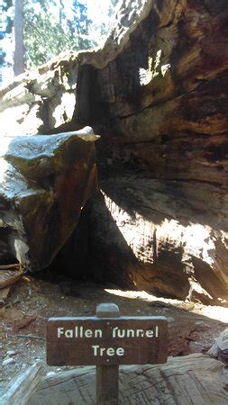 Wawona Tunnel Tree (Yosemite National Park) - 2020 All You Need to Know BEFORE You Go (with ...