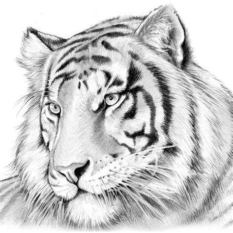 Tiger Face Drawing Pencil at GetDrawings | Free download