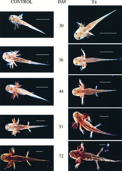 Bad title - Embryology | Axolotl pet, Axolotl care, Axolotl