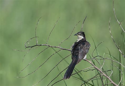 Jacobin Cuckoo: Monsoon Bird Waits for Rains to Quench its Thirst