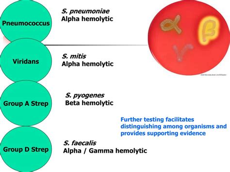 PPT - Streptococcus PowerPoint Presentation, free download - ID:2742719