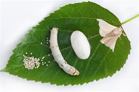 Mulberry Leaf With Silkworm Photograph by Baobao Ou Ancient China History, Science Life Cycles ...