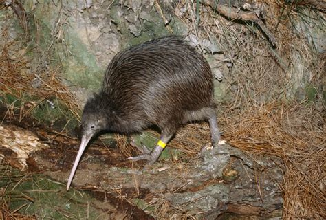 Northern Brown Kiwi | Species, Kiwi, Bird species