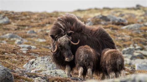 Welcome to Dovrefjell-Sunndalsfjella National park