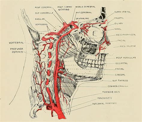 Arteries of the neck. Applied Anatomy: Designed for the Use of ...