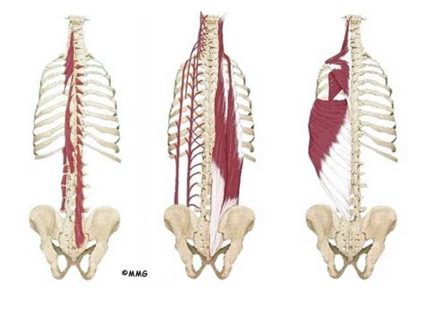 Thoracic Spine Anatomy | eOrthopod.com