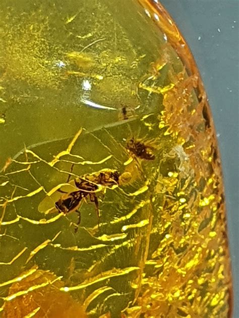 ANT and FLY trapped in amber Amber inclusion Baltic amber | Etsy