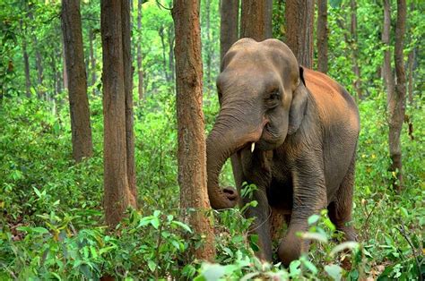 Elefant Indian Design · Kostenloses Foto auf Pixabay