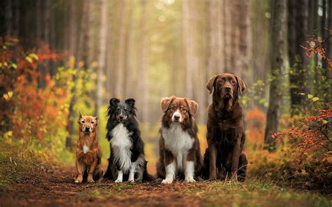 1366x768px | free download | HD wallpaper: Dogs, Animal, Border Collie ...