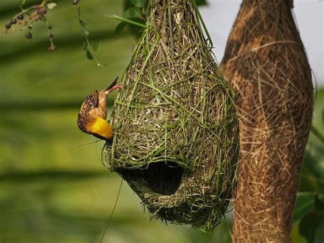 Weaving his nest | Birds, Bird, Painting