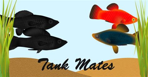 Best Molly Fish Tank Mates. How to avoid clashes? - Molly Fish Care