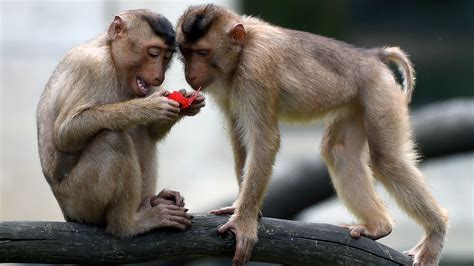 Many Lab Monkeys Do Better When Housed With A Pal : Shots - Health News : NPR