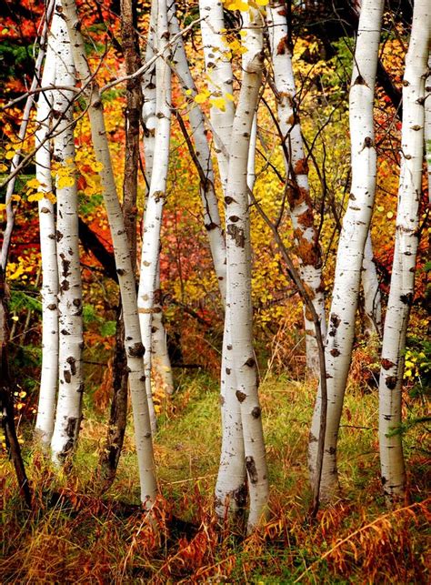 Fall Birch Trees stock photo. Image of growing, nature - 22315680