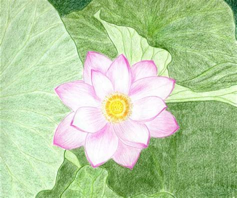 Lotus Flower Drawings Made Easy