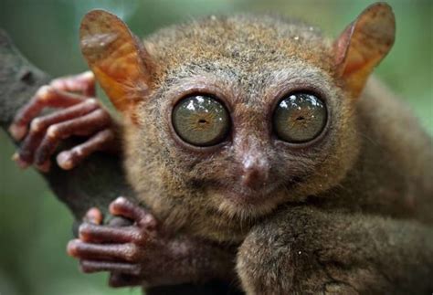 Tarsier - Alchetron, The Free Social Encyclopedia