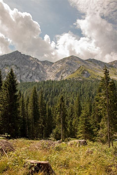 Panorama of the European Alps with High Mountains and Forests Stock ...