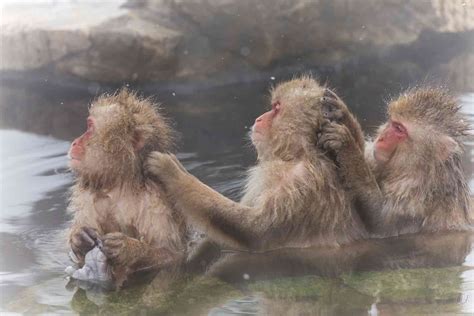 How monkeys make friends and influence each other