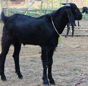 Indian Goat Breeds Information Guide | Agri Farming