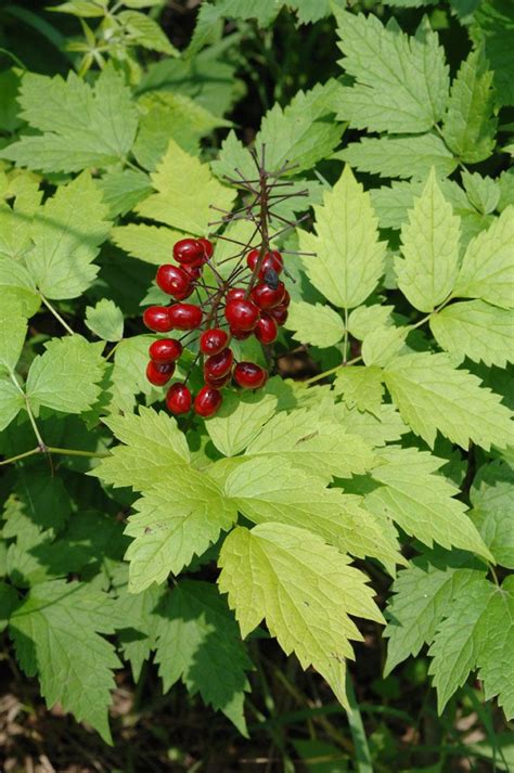 Actaea rubra | Flowers perennials, Plants, Moon nursery