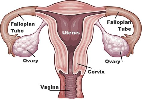 What Is Ovulation? | Live Science