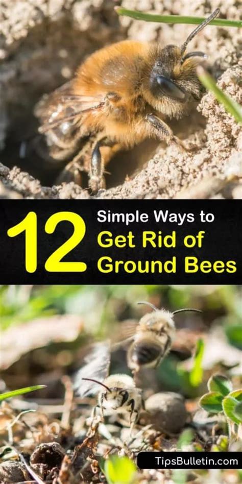 12 Simple Ways to Get Rid of Ground Bees | Ground bees, Getting rid of ...