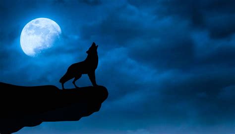 Black Wolf Howling Wallpaper