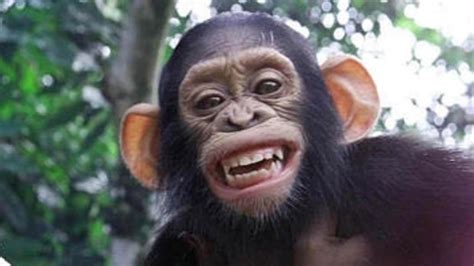 Chimps can smile like humans: researchers