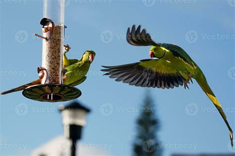 Green Parakeets on Birdfeeder 33056962 Stock Photo at Vecteezy