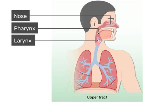 Respiratory System Anatomy - Major Zones & Divisions