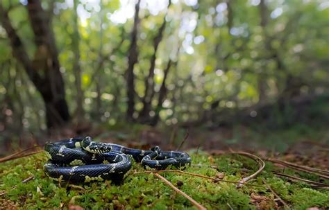 Eastern Kingsnake habitat | Which of these do you like bette… | Flickr