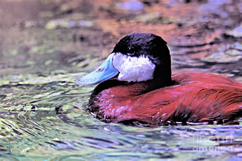 Profile Of The Ruddy Duck Photograph by Diann Fisher - Pixels