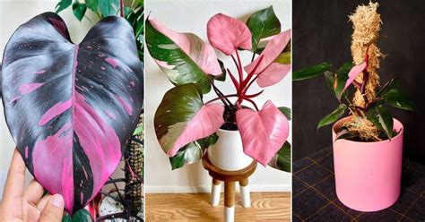 How to Grow a Pink Princess Philodendron Like a Master Gardener