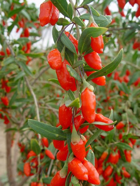 Whole organic goji berry 20kg/ctn | Ekowarehouse