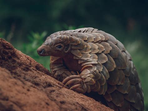 IN THE NEWS – Saving Africa’s Pangolin Species – African Pangolin ...