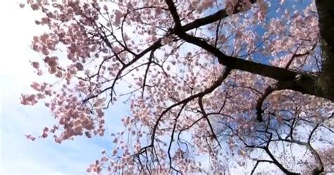 Cherry Blossom Festival returns to Fairmount Park this weekend - CBS ...