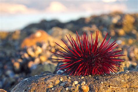 The red sea urchin, also known as the “walking tһorn ball” in the sea ...