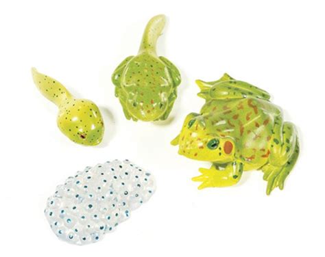 Leopard Frog Life Cycle Model