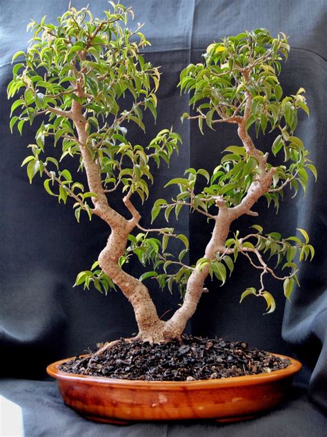 LENNARD'S BONSAI BEGINNINGS.: Ficus benjamina var. "Wiandi" - Cinderella of the species as bonsai!