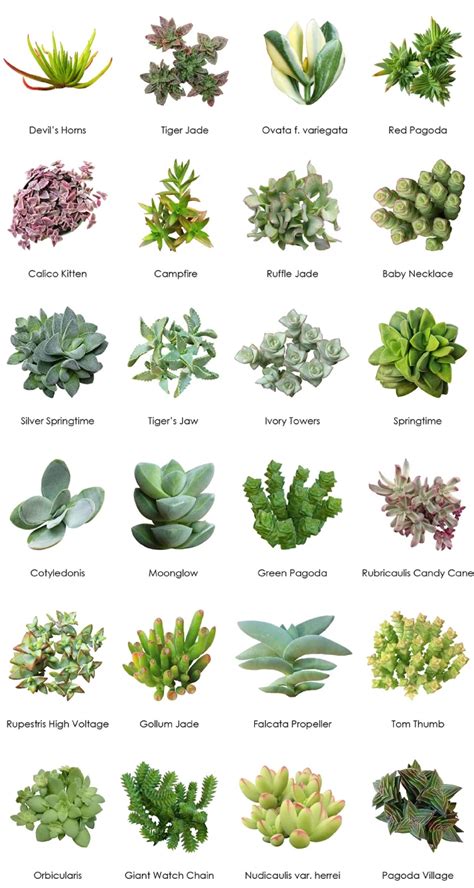 Blackwoods.co.za Succulent Identification Charts - Blackwoods.co.za ...