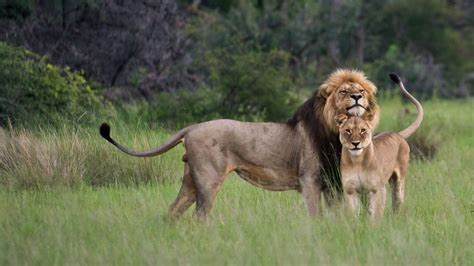 Best place to see lions In Uganda - where to see lions in Uganda