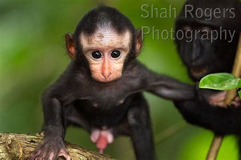 Black crested or Celebes crested macaque male baby aged less than 1 month trying to escape a ...