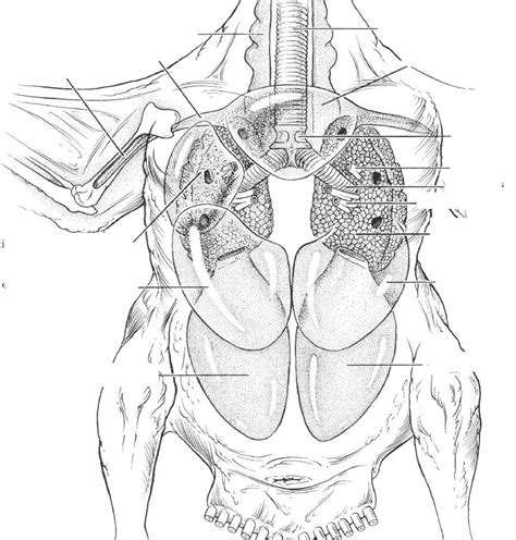 Avian Respiratory System Diagram | Quizlet