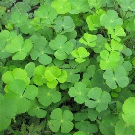 White Dutch Clover Seeds Four Leaf Clover Seeds Trifolium repens 50pcs caf88 - thehostafarm.com