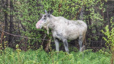 Piebald moose on Newfoundland's west coast not albino - Newfoundland & Labrador - CBC News