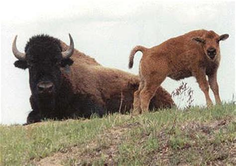 American Bison cow and calf (Bison bison) {!--아메리카들소-->; Image ONLY