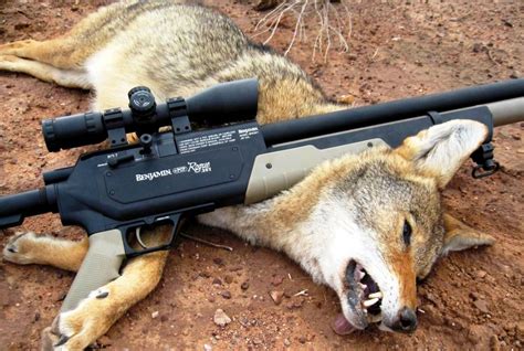 Coyote Hunting: Tips & Tricks That Will Give You The Advantage